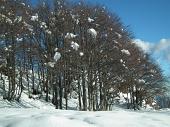 68 La neve si attarda sui rami